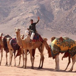 go-by-camel